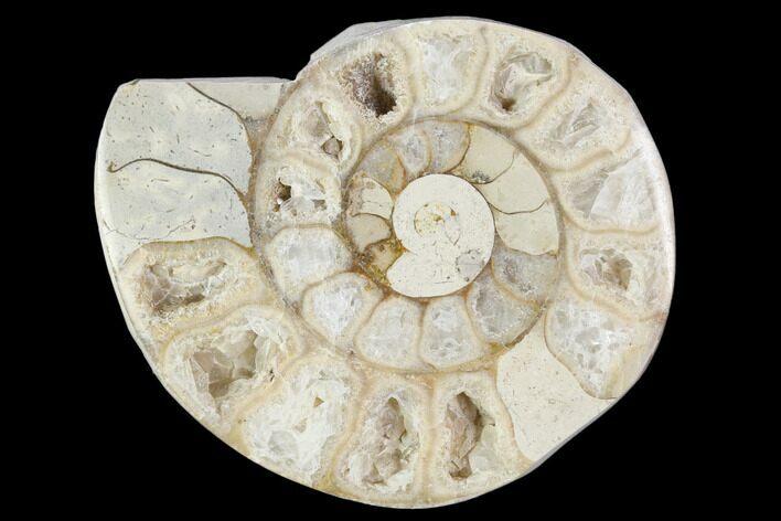 Polished Ammonite (Hildoceras) Fossil (Half) - England #103986